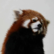 mojinxi