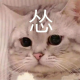 苏安