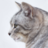 CatStudioApp