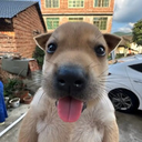 Dogxi