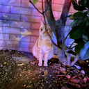 miaowo