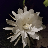 nightbloom