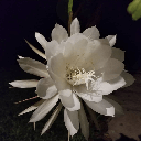 nightbloom