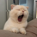 LaughingCat