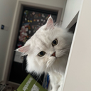 zzwww