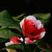 camellias