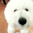 bichon