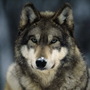 Wolfy