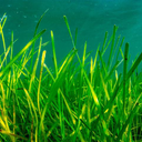 seagrass