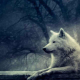 wolf_yan