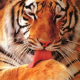 tigerllhc