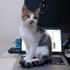 RainFlying's avatar