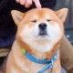 锅子